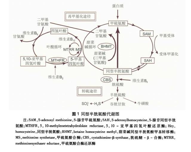 研究表明，高同型半胱氨酸与11种疾病相关，不仅仅只是补充叶酸