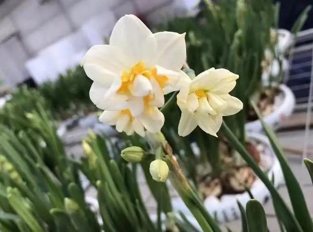 银柳|这样“年货”你备了吗？年宵花图鉴（上）
