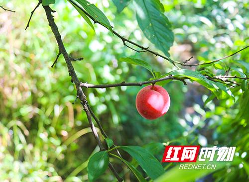 红网张家界:梅尼&红土地在枞茂村设立果园基地 解决贫困户“李子”滞销问题