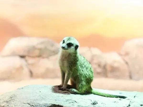 「玩乐足迹」北京首家室内动物园 · 和羊驼浣熊一起玩