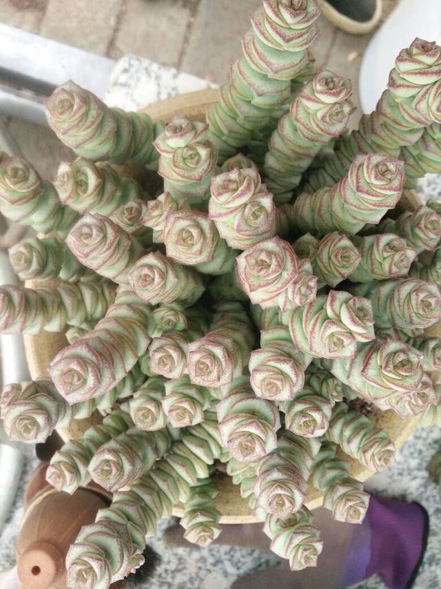 精致有质感的钱串，冬天养护注意4点，株型矮壮叶子胖嘟嘟