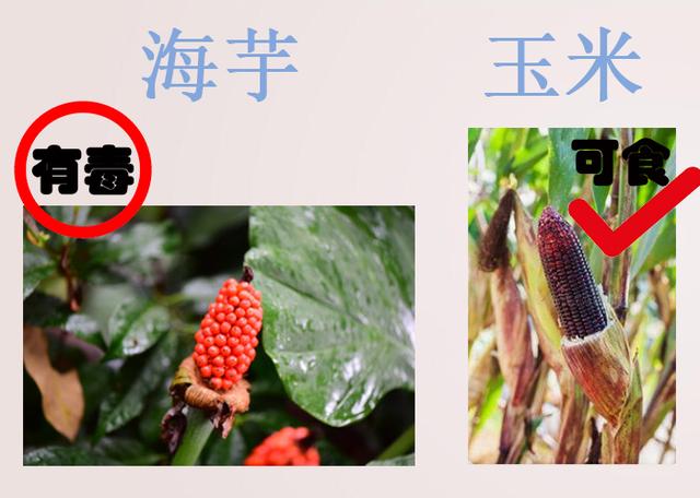 #健康零距离#错认食物误食中毒?在海南注意别误食这些,收藏