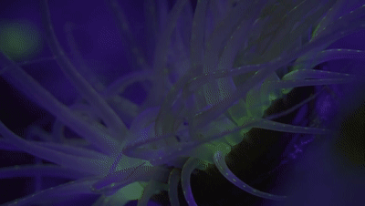 「陌颜幽梦」推荐给孩子这部9.4分的纪录片：曝光前所未有的地球夜景