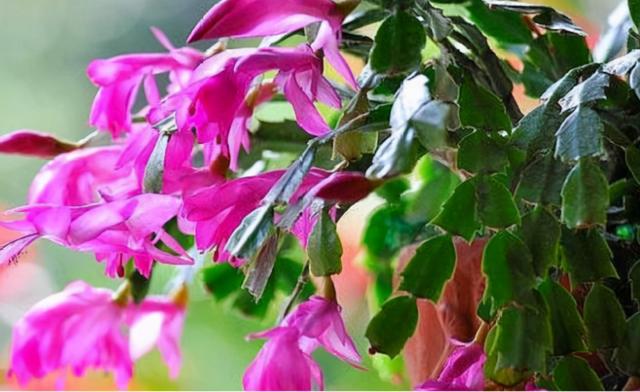 冬天养蟹爪兰，做好3点，叶子油绿，花开满盆，超漂亮