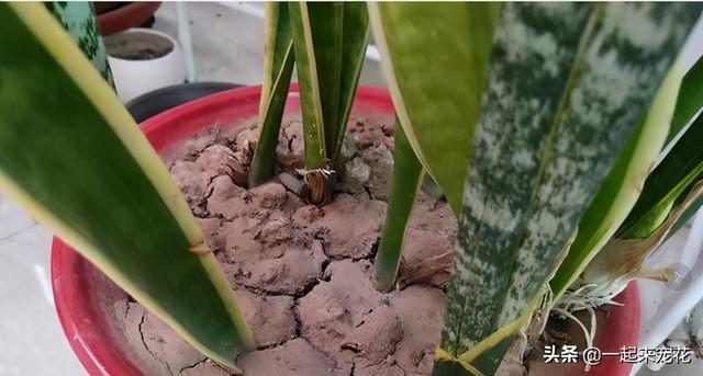 养花浇水有讲究，3个坏习惯得改掉，不然土壤板结，啥花都养不好