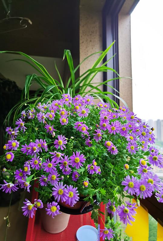 阳台养这种盆栽草花，全年都有花看，养护简单，新手花友也适合