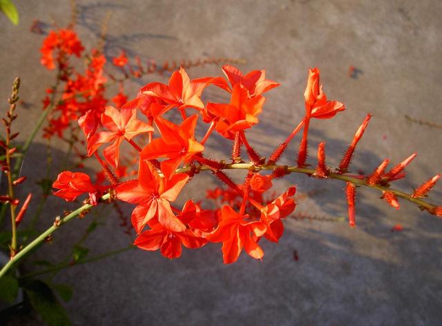 它叫“红雪花”，满枝“红花”更惊艳，适合养在院子里