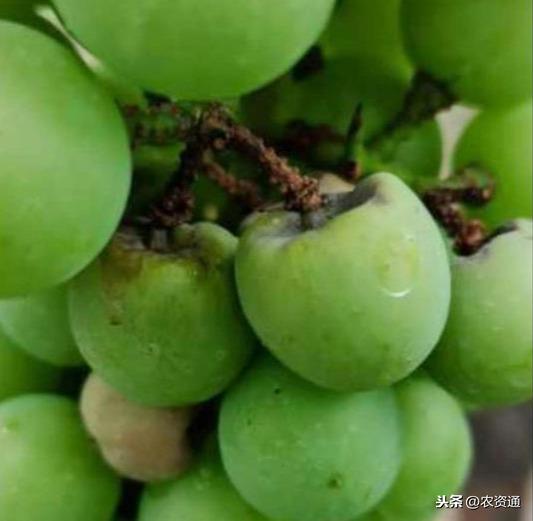 葡萄白腐病高发,果实腐烂严重,如何高效防治?抓住以下
