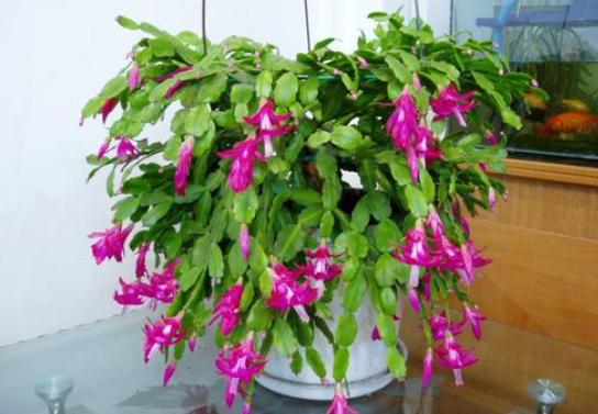 12月蟹爪兰要开花，4件“小事”不要做，否则直接落花苞