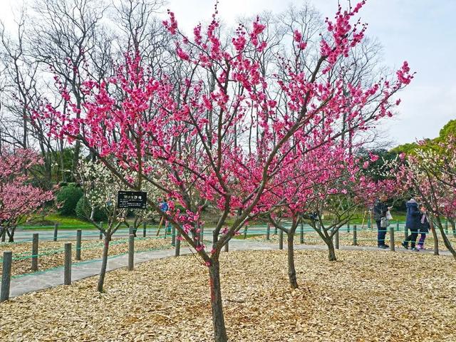 蜡梅|气温回暖，上海植物园‘两梅’腊月齐争辉