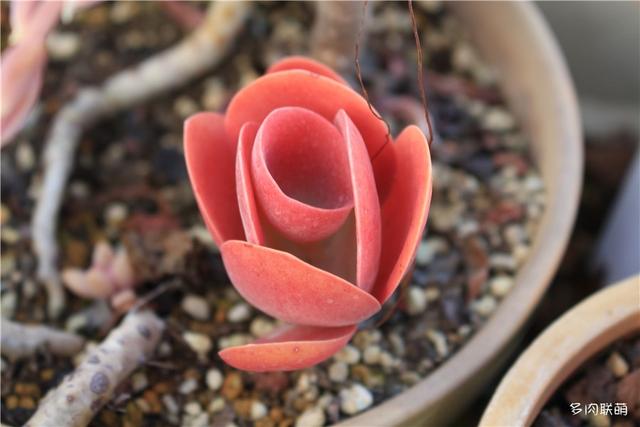 唐印，从绿得像菜，到红得真萌