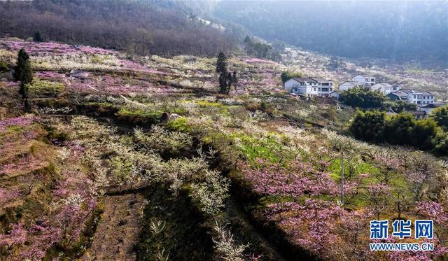 『环球网』在那桃花盛开的地方