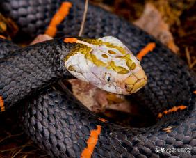 白头蝰蛇,中国毒蛇界中令人头疼的绝食者,我们为什么要保护它?