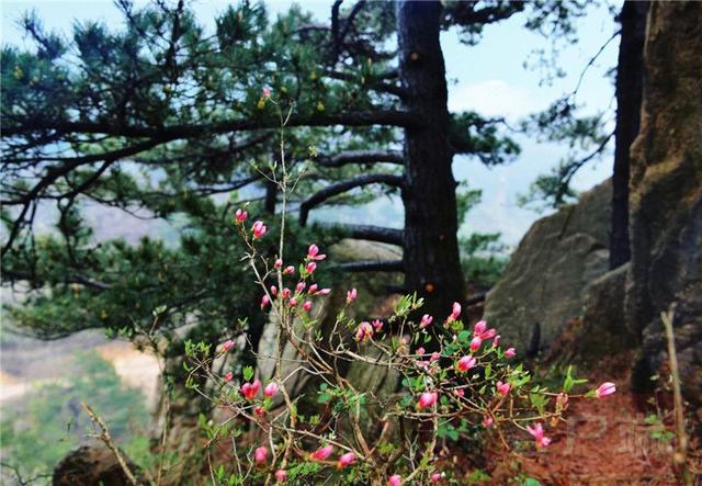 「全国党媒信息公共平台」金视界 | 商城县：女人寨上杜鹃红