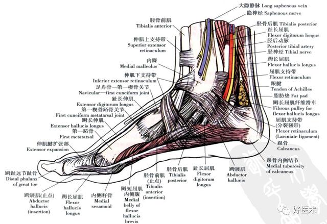 踝关节局部详细解剖,人人看得懂用得上!