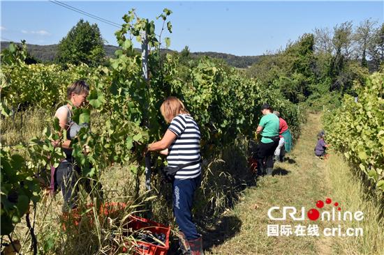 葡萄酒|克罗地亚葡萄酒商：疫情过后中国市场蕴含更大机遇