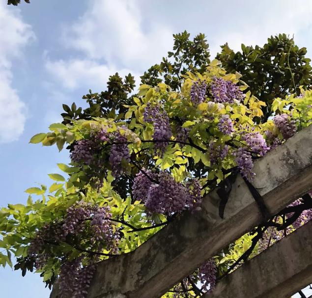 『玩乐足迹』去打卡！苏州园林紫藤花开，如梦的人间四月天来啦~