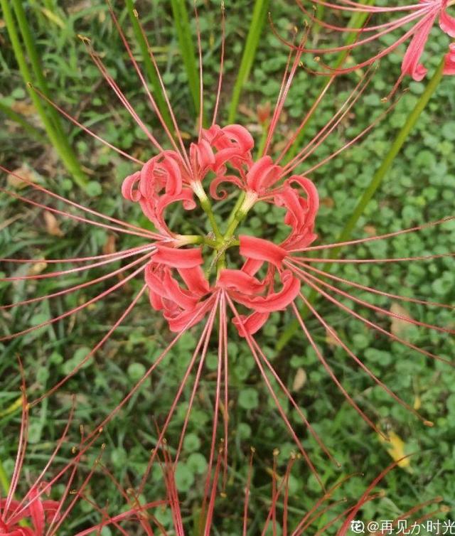 一种花，开花热烈美好，但是寓意不好，很少有人养