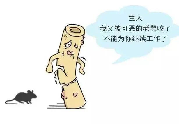 燃气|奇奇怪怪，老鼠为什么喜欢咬燃气胶管呢？