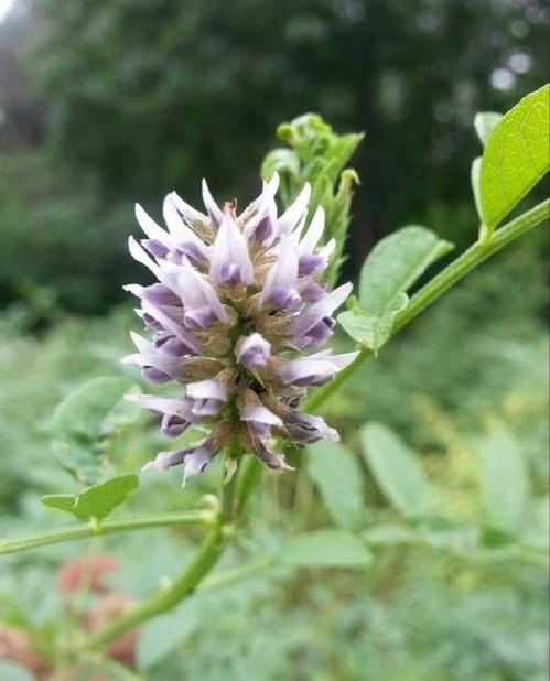 神农本草图经，薯蓣 菊花 甘草 人参 石斛 石龙芮