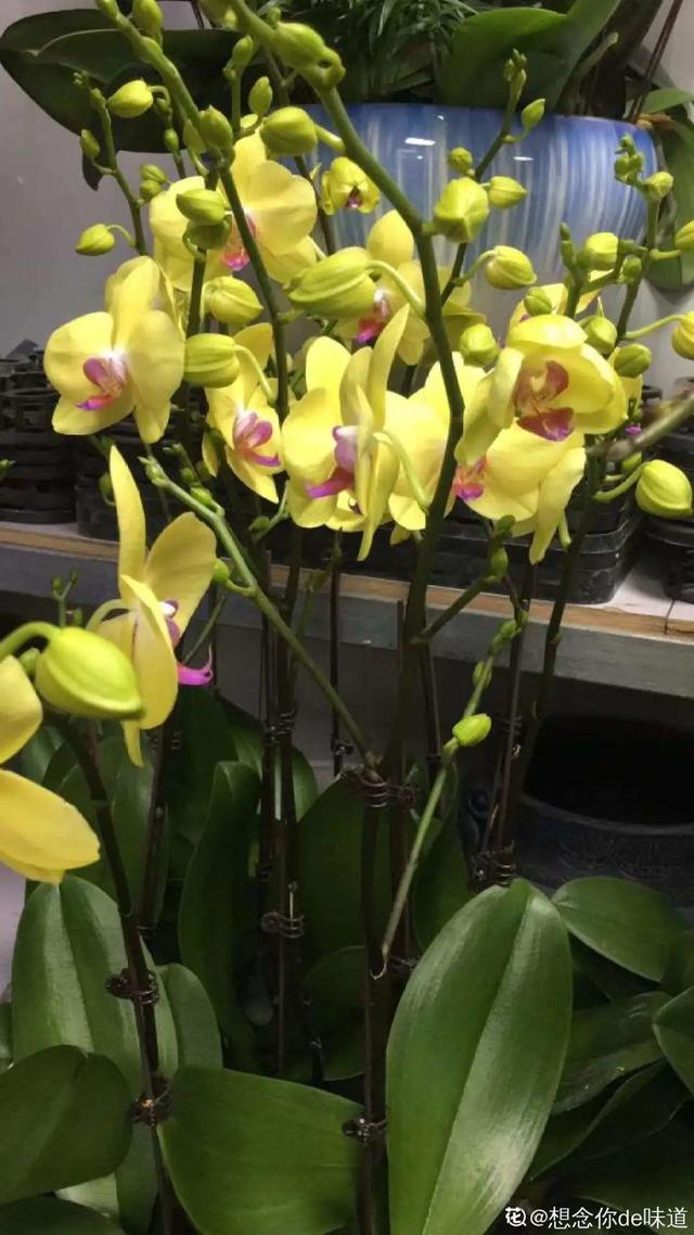 逛花市去捡漏，买了一堆长寿花，拿回来竟然全活了