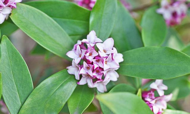 家里通风差，快养两种香香花，冬天开花香喷喷，花色也很美