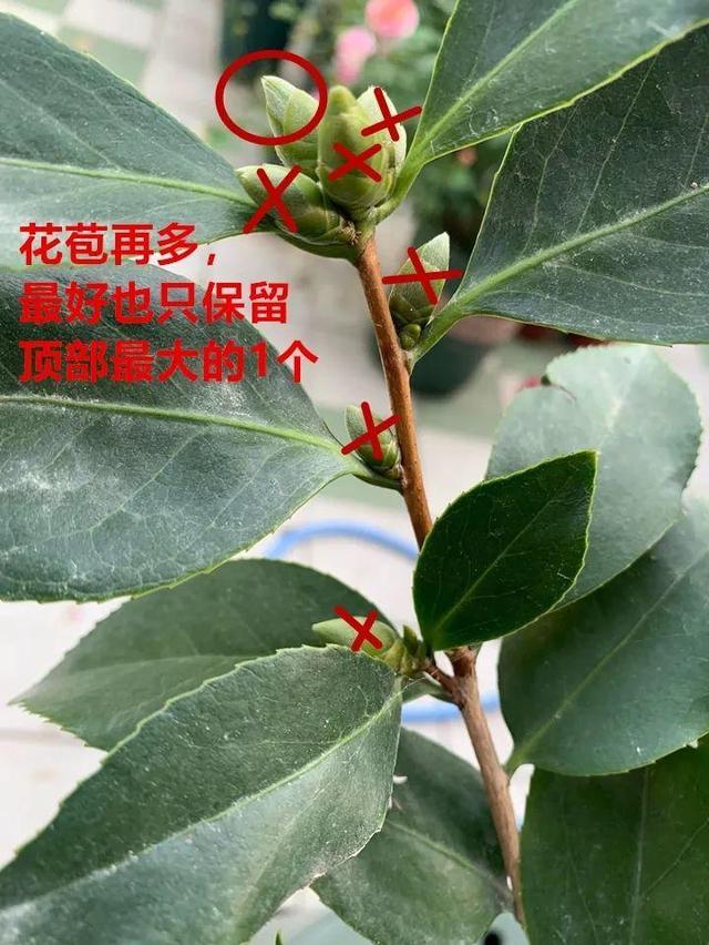 红蜘蛛|这10种花，年年收空盆，没点经验还真不敢养