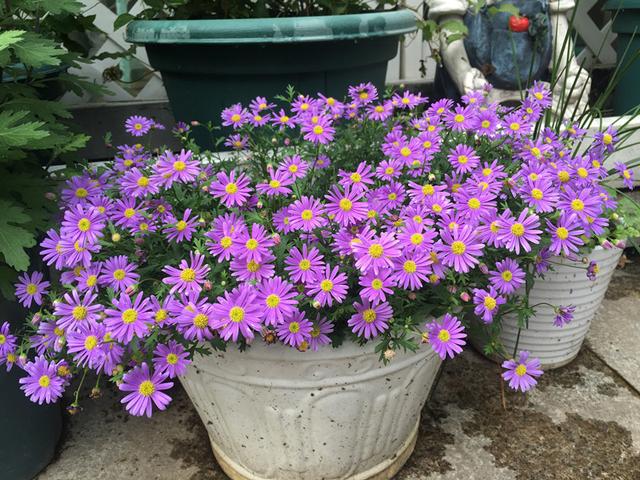 阳台养这种盆栽草花，全年都有花看，养护简单，新手花友也适合