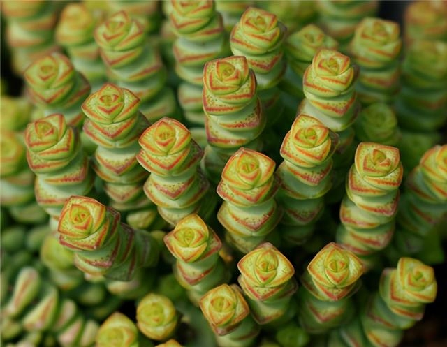 多肉“钱串子”，名字喜庆，带来吉祥财运