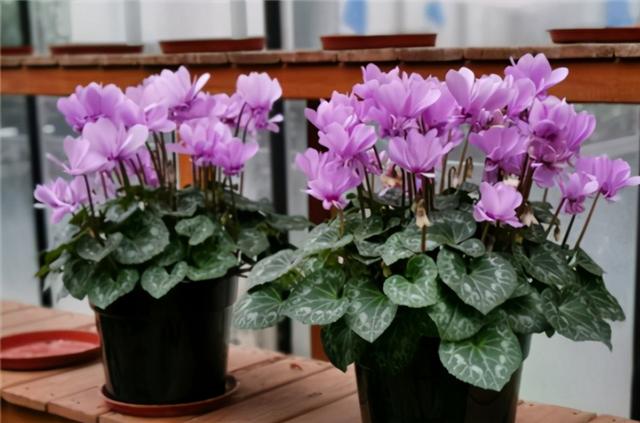 仙客来开花少？给足“肥力”，一直开到5月份