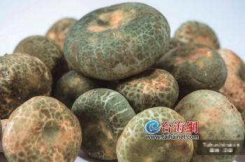 毒蘑菇|采野菇食用 一男子住进ICU病房！毒蘑菇中毒有哪些危害？