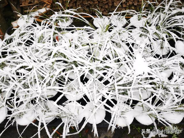 兰花下雪怎么养？诀窍并不难，两勤和一懒