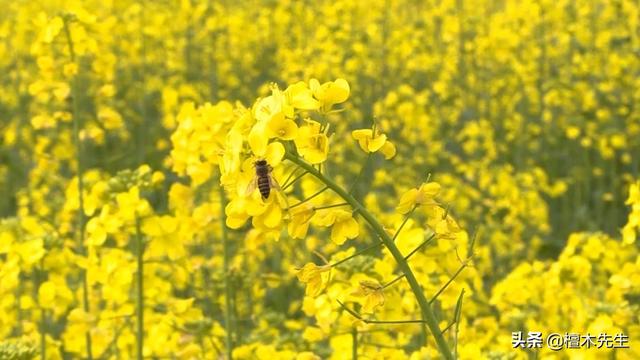 #旅行柚子君#美翻了,金黄的油菜花海,好似一幅色彩斑斓的画卷!