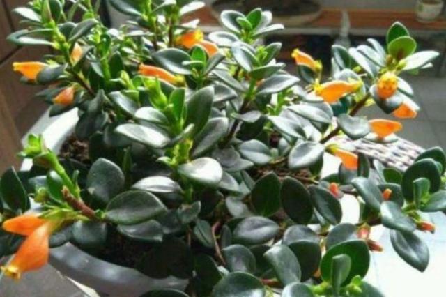 阳台养盆金鱼吊兰，满盆金鱼超漂亮，给点阳光就灿烂
