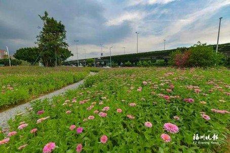 「秋凉瑾言」福州新增两处近万平方米花海!美醉了