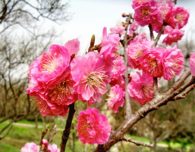 #约吗旅行#南京赏花图鉴：没去赏花的春天是不完整的！