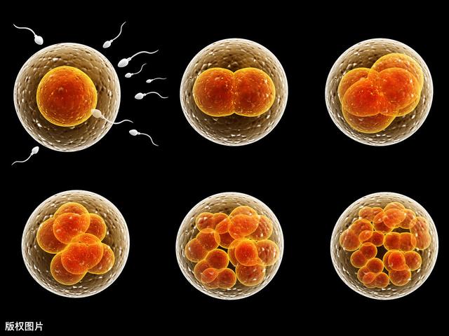 有趣生活|又一连体婴！连体婴是如何形成？孩子做分离手术后存活率有多大？