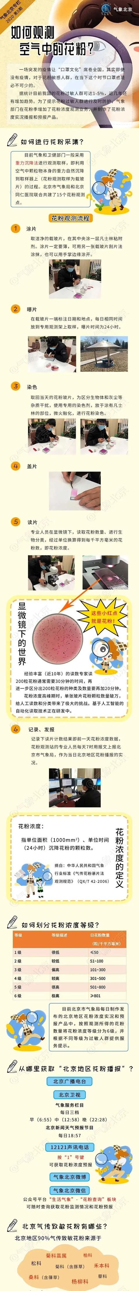 #超级宝妈#孩子花粉过敏别担心，北京可查花粉浓度预报啦