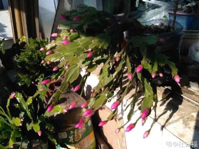 逛花市去捡漏，买了一堆长寿花，拿回来竟然全活了