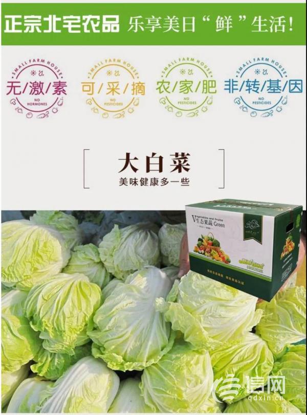 北宅大白菜开始销售 有种回忆叫冬储大白菜