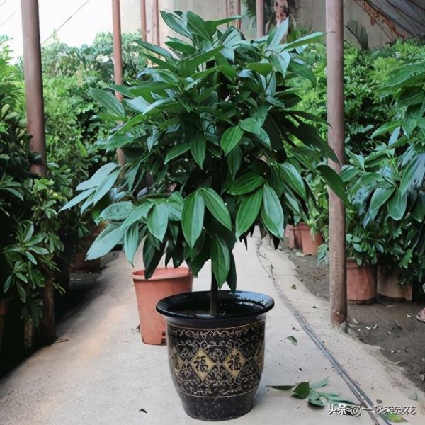 大又深的花盆不讨喜？养上这些花，做好几件事，大气又漂亮