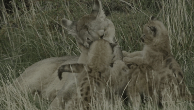 「陌颜幽梦」推荐给孩子这部9.4分的纪录片：曝光前所未有的地球夜景