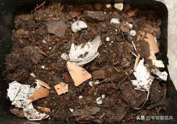 鸡蛋壳|还在买花肥？这“3种垃圾”扔盆里，肥效足，植物生长快、易爆盆