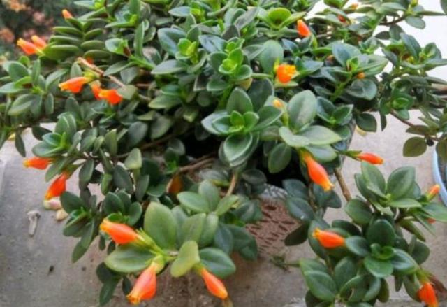 阳台养盆金鱼吊兰，满盆金鱼超漂亮，给点阳光就灿烂