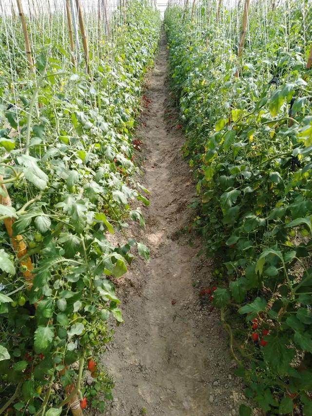 【超级宝妈】别样过假期，携手共育促成长——家乡篇