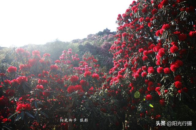 [旅行百事通]中国最大最美的高山杜鹃，没有之一（原创）@头条摄影