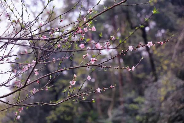 东风|春色满“湖”关不住