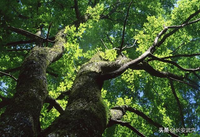 原河北省政协副主席、沧州市委书记、沧州市长郭华笔下的乡愁，文风朴实、回味悠长