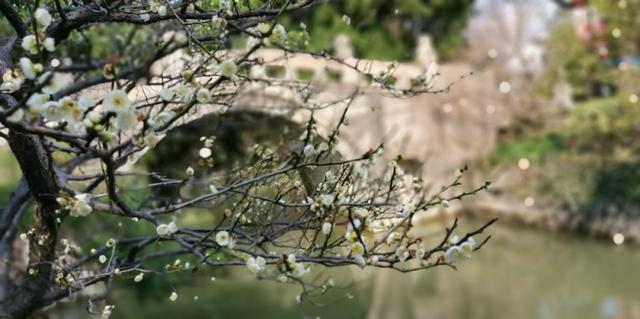 上观新闻|藏太深,原来《微微一笑很倾城》等热门影视剧取景地都在这些公园里