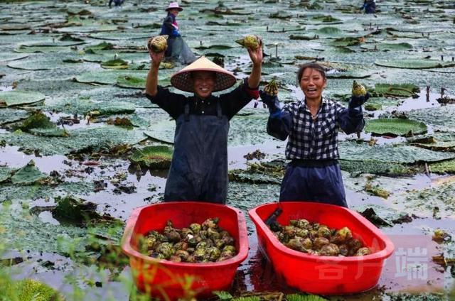 图说信阳|芡实迎丰收 农户采摘忙